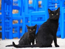 Гръцки остров предлага безплатно настаняване срещу грижа за котки