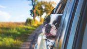 С куче на път: Как да планирате спокойна почивка с четириногия си приятел